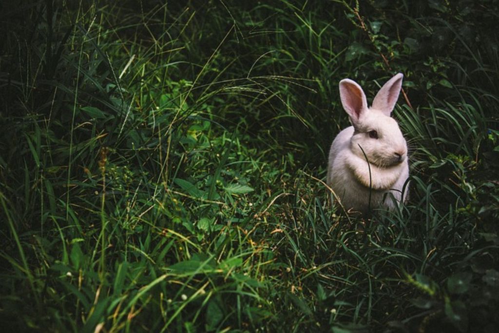 Lapin de compagnie