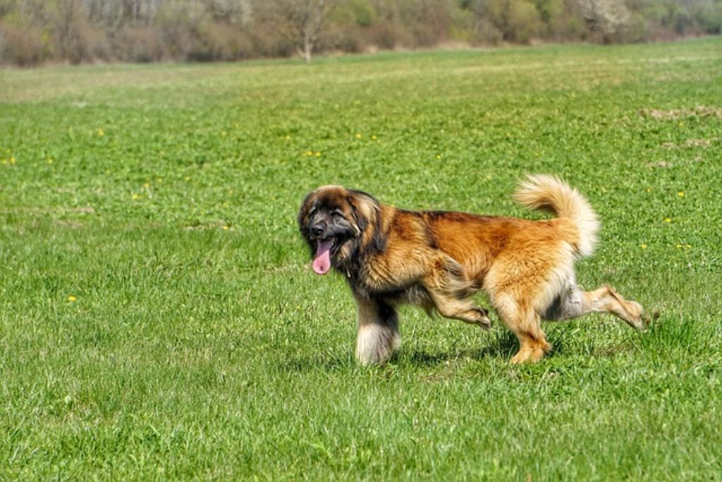 Leonberg adulte