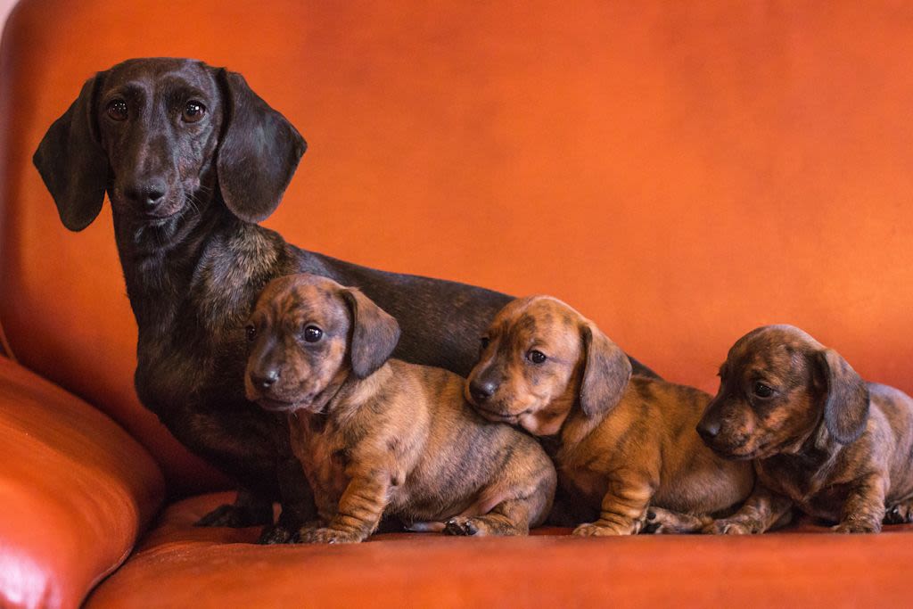 teckel famille