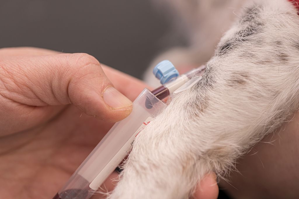 prise de sang patte chien blanc