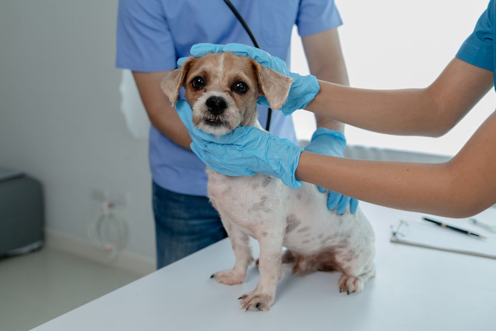 chirurgie chien cryptorchide veterinaire