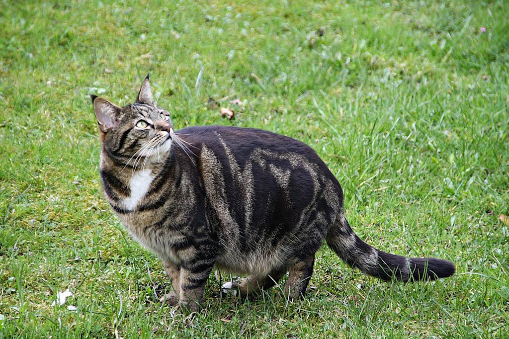 chat tigré dans l'herbe