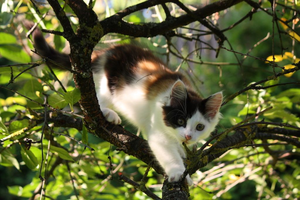 chat_chasseur_dans_arbre