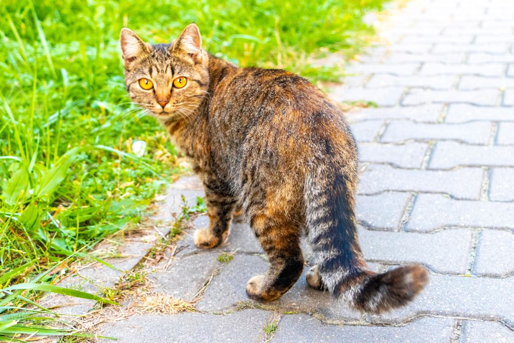 Queue morte chez le chat