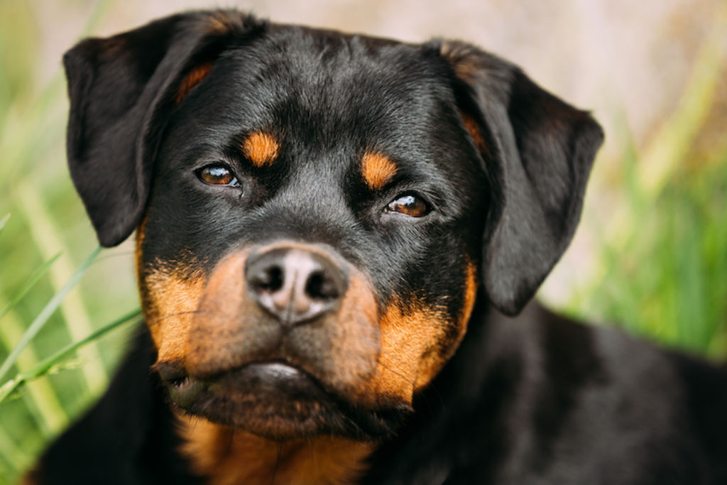 chien rottweiler