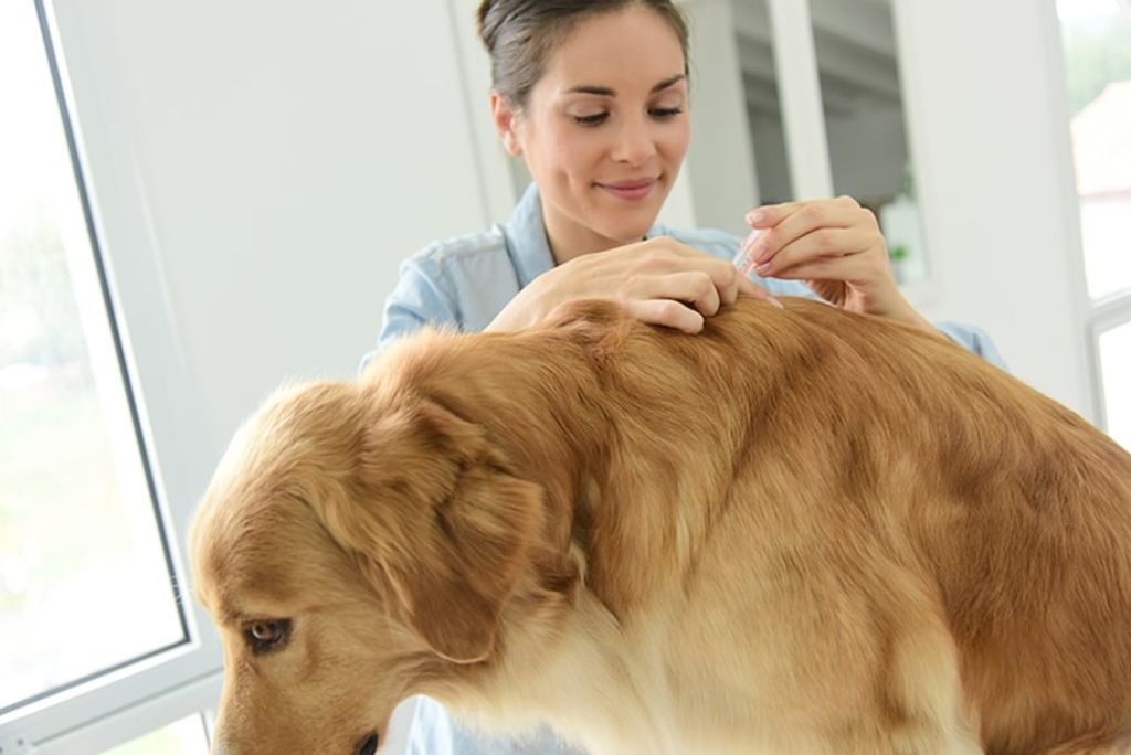 traitement-chien-antiparasitaires