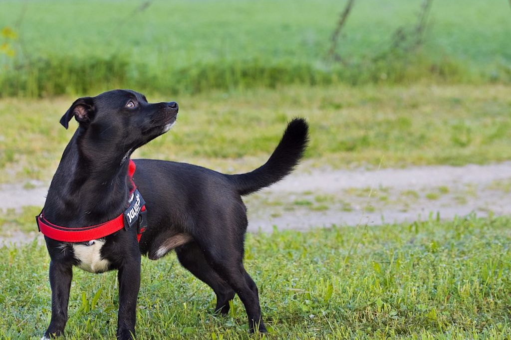 sport canin