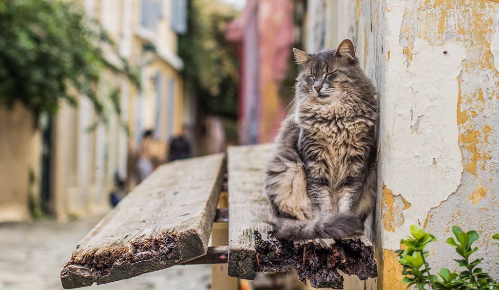 chat senior arthrose