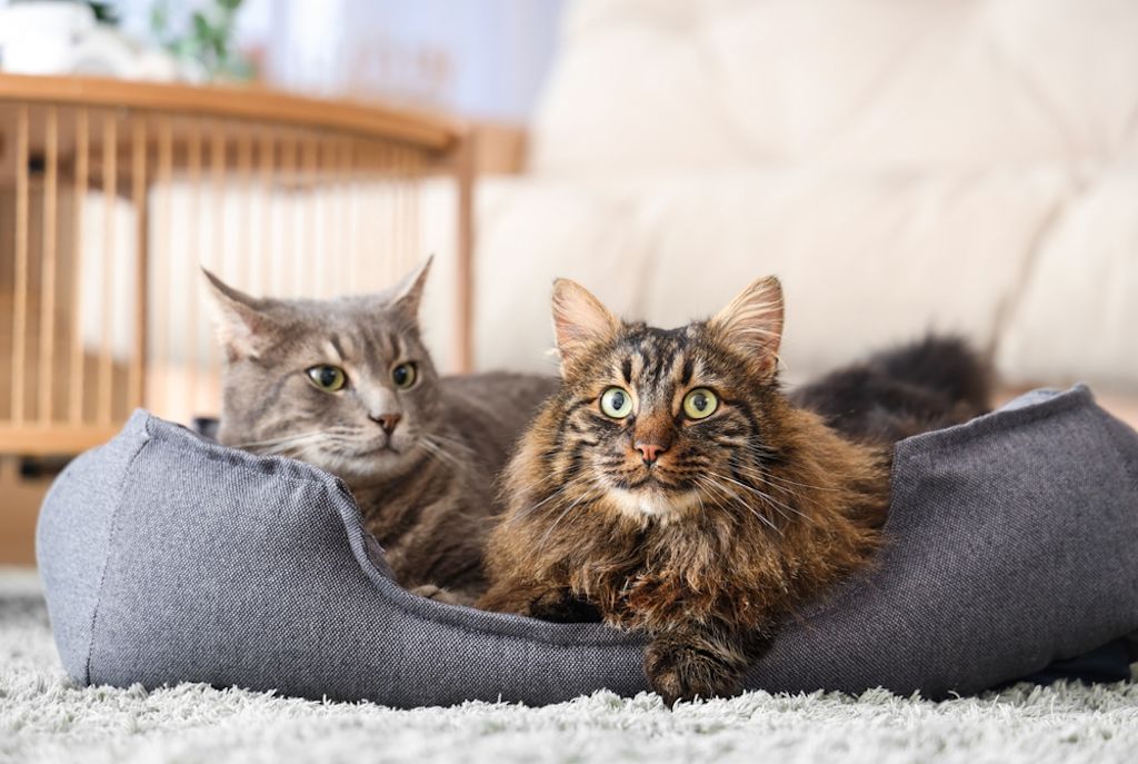 Nicht jede Katze teilt gerne