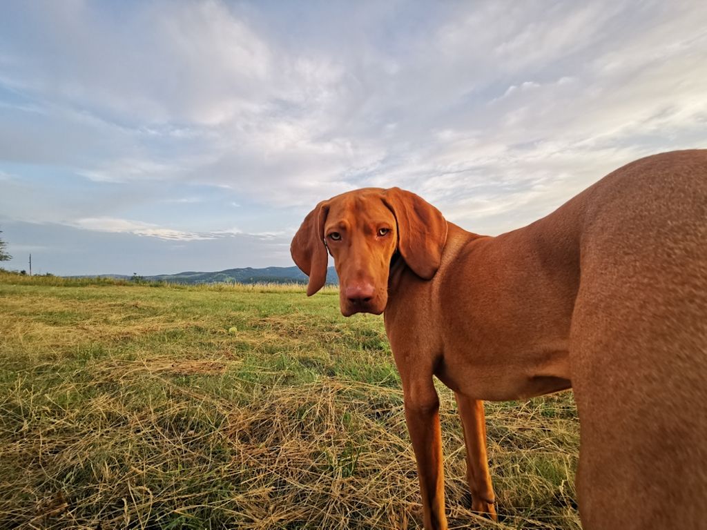 Die abgeknickte Pfote ist beim Jagen ein Signal