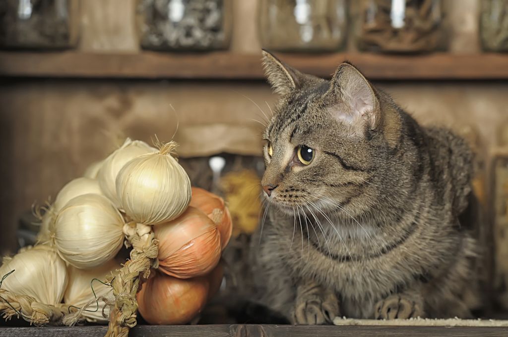 chat et aliments toxiques
