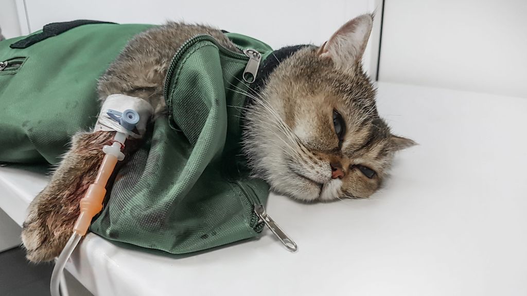 chat sous anesthesie