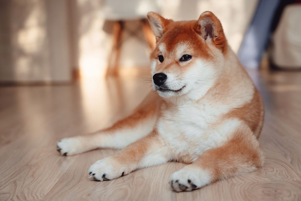 Shiba Inu ist eine asiatische spitzartige Hunderasse