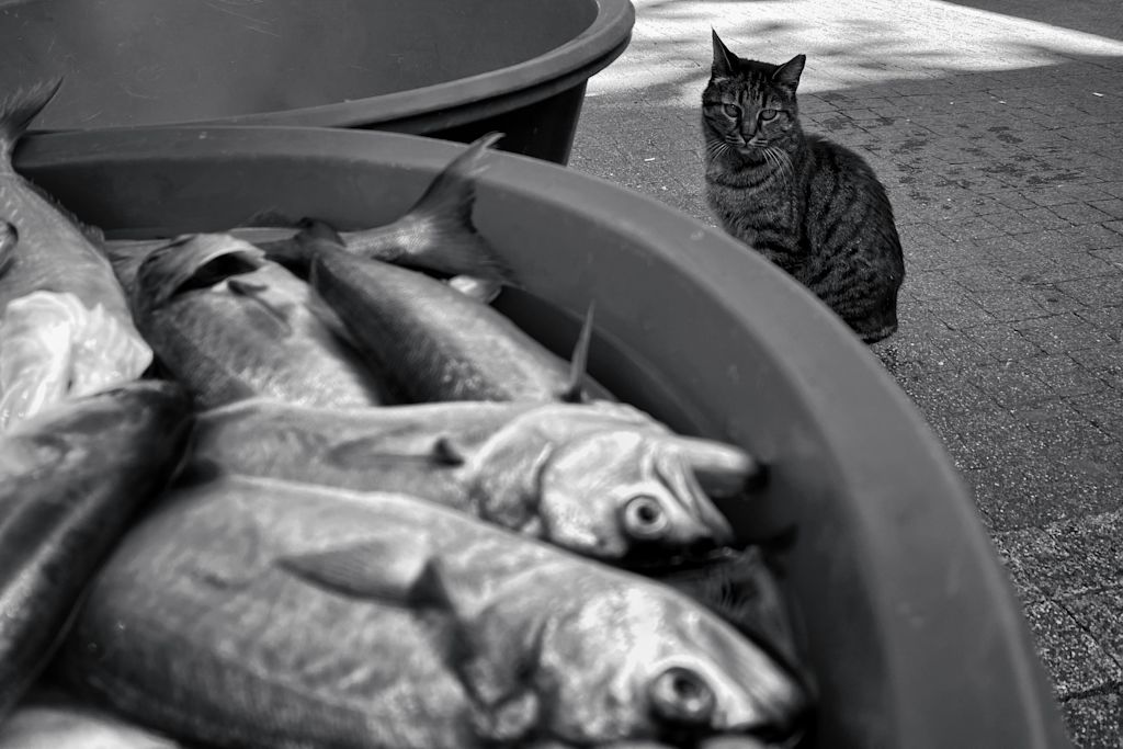 chat devant un lot de poissons