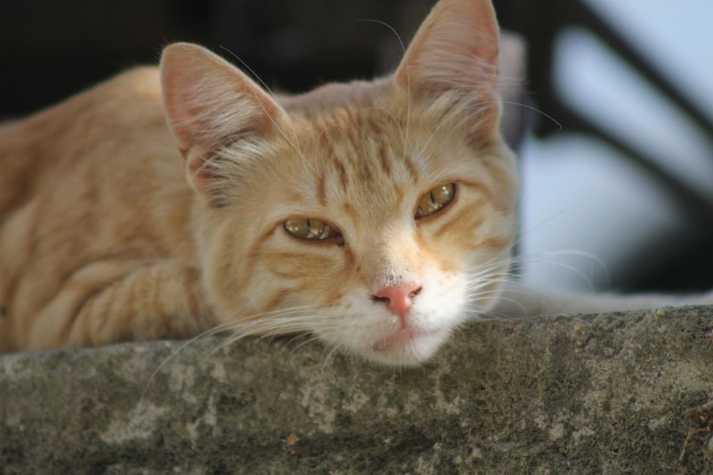 chat errant roux