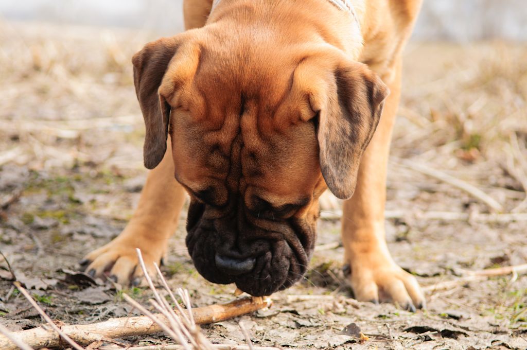 Chiot Mastiff