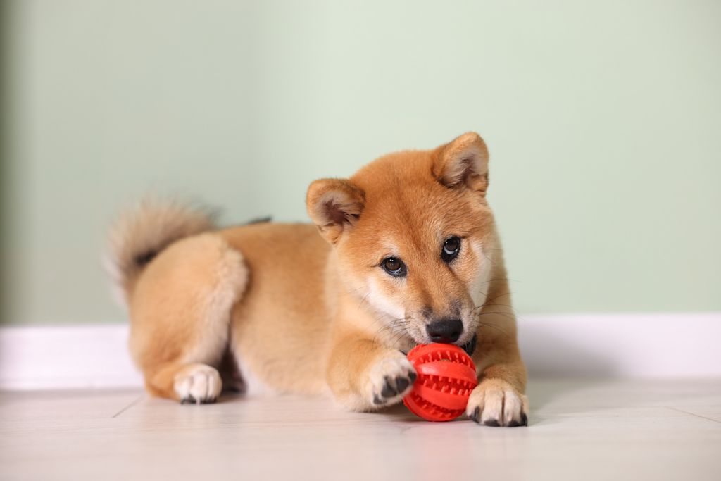 chiot shiba inu