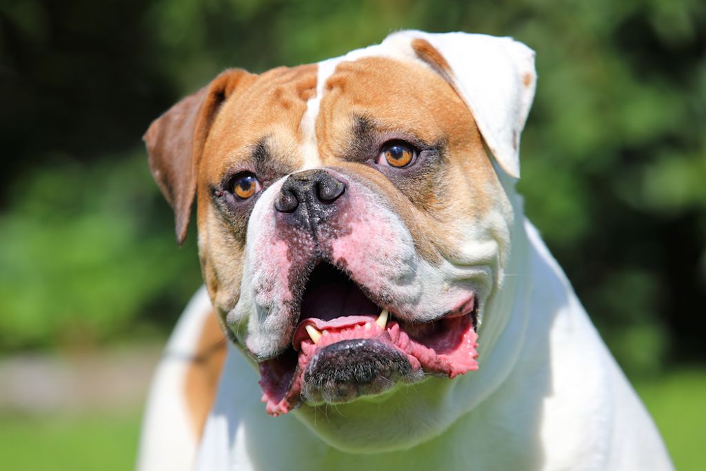 Die Amerikanische Bulldogge ist sehr sozial