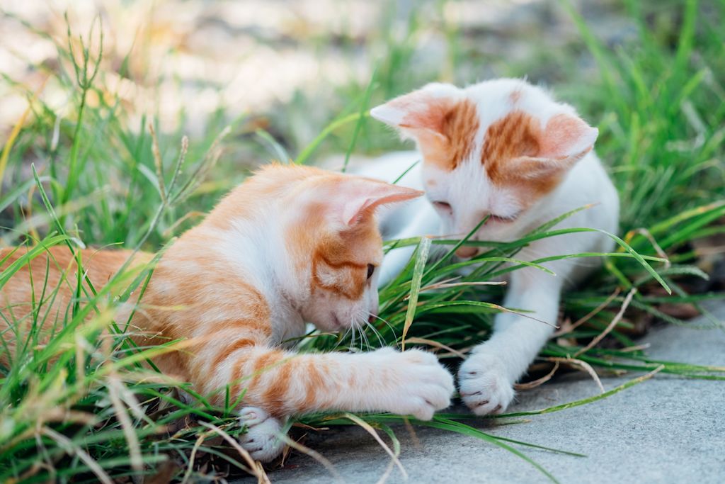 chatons et herbe verte
