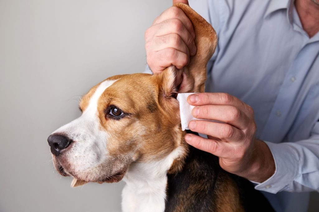 Uomo pulisce l'orecchio di un cane con una garza