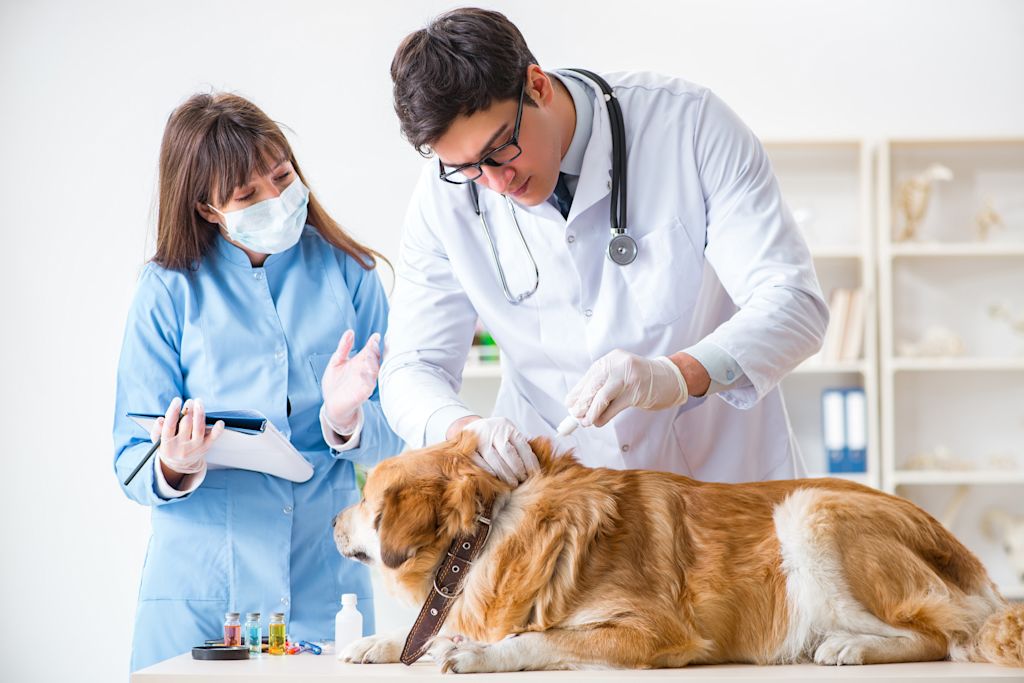 vieux chien veterinaire vaccin