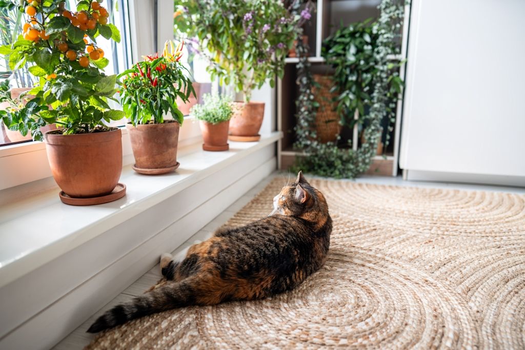 cato galicó de tres colores