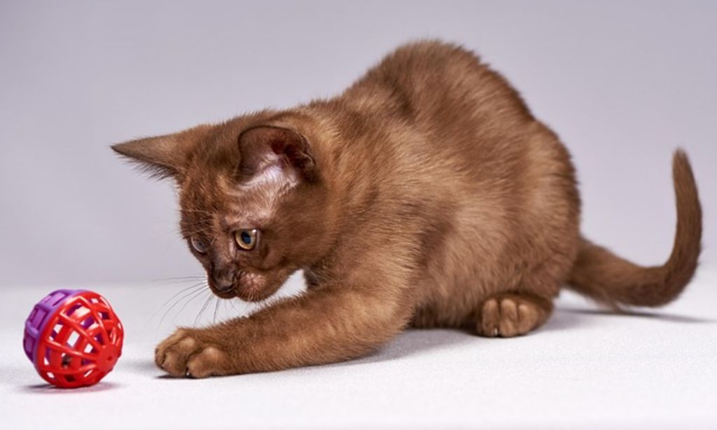 Chaton Burmese