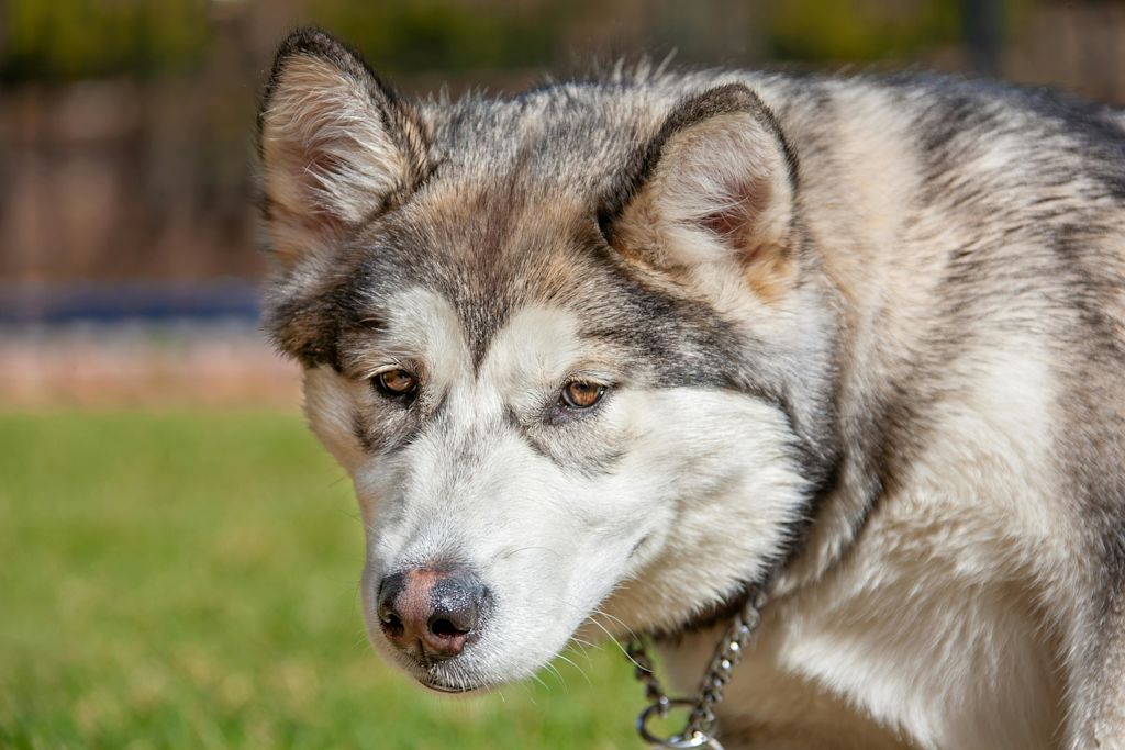 Malamute de profil