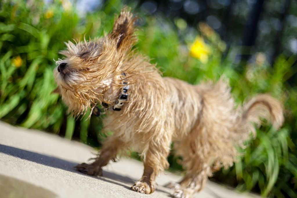 Maltipoo après la douche