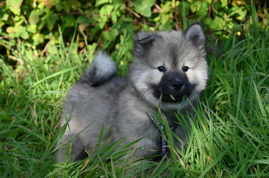 Keeshond 4