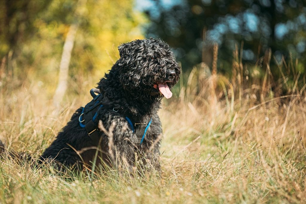 Bouvier des Flandres zit in herfstgras