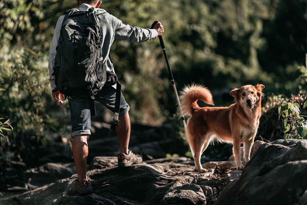 randonner avec un chien
