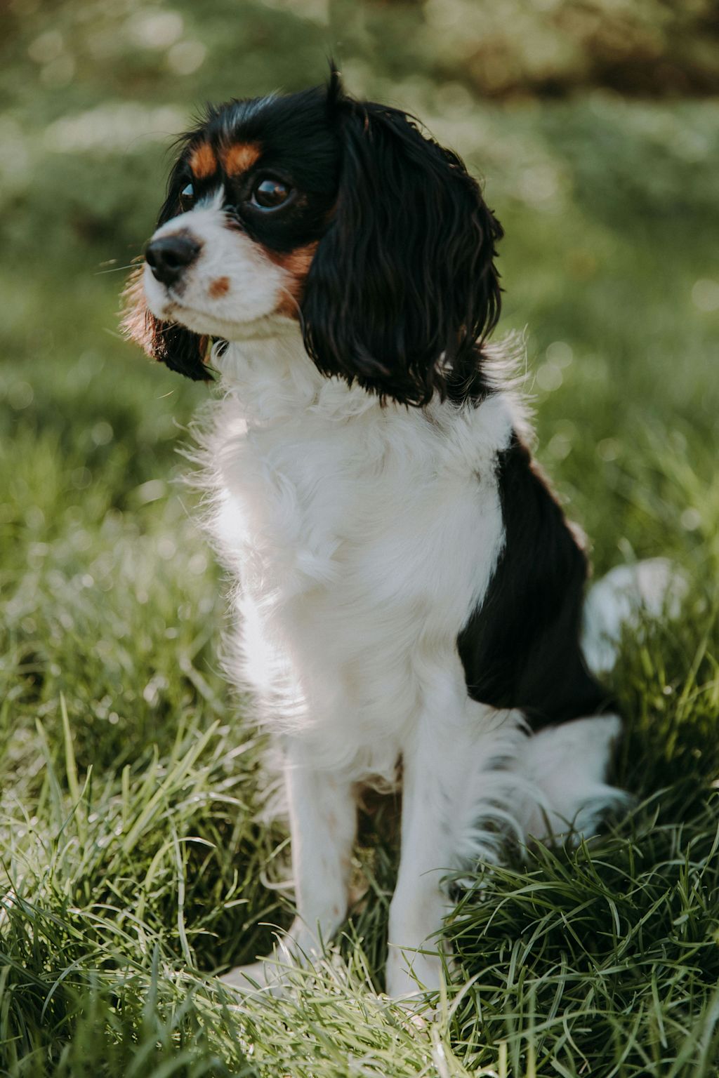 Un Cavalier King Charles assis