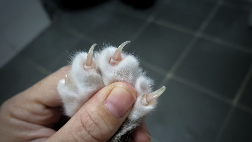 Anatomia dell'unghia