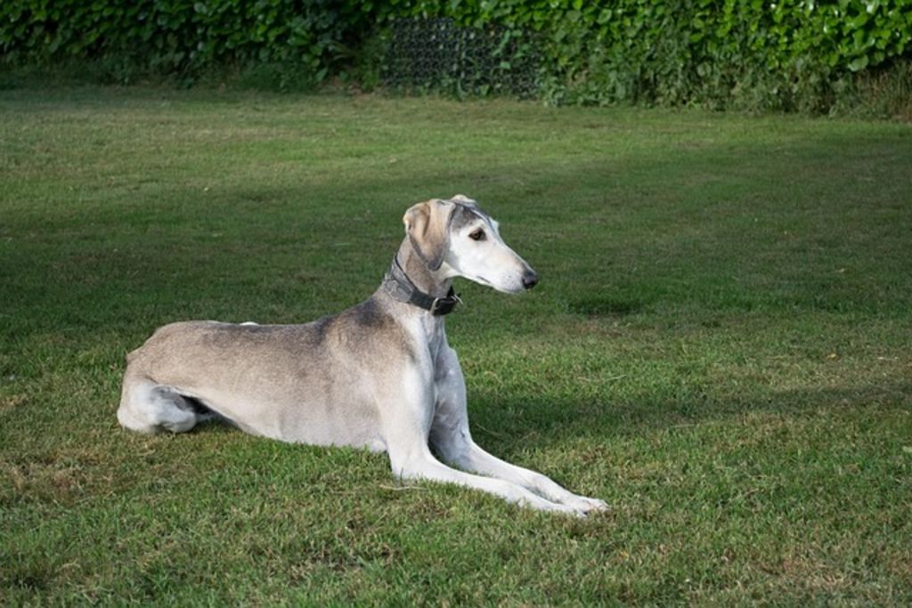 Saluki couché