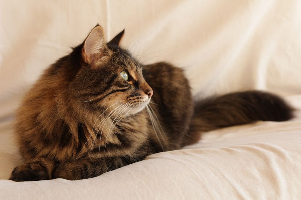 chat à poils longs