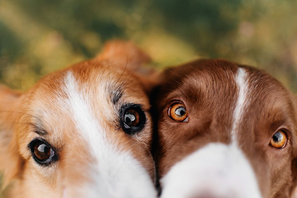 membrane nictitante chien