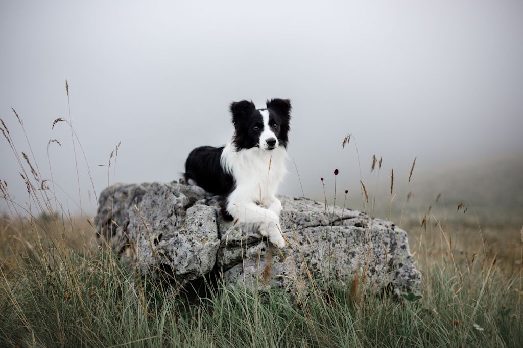 border collie in un campo