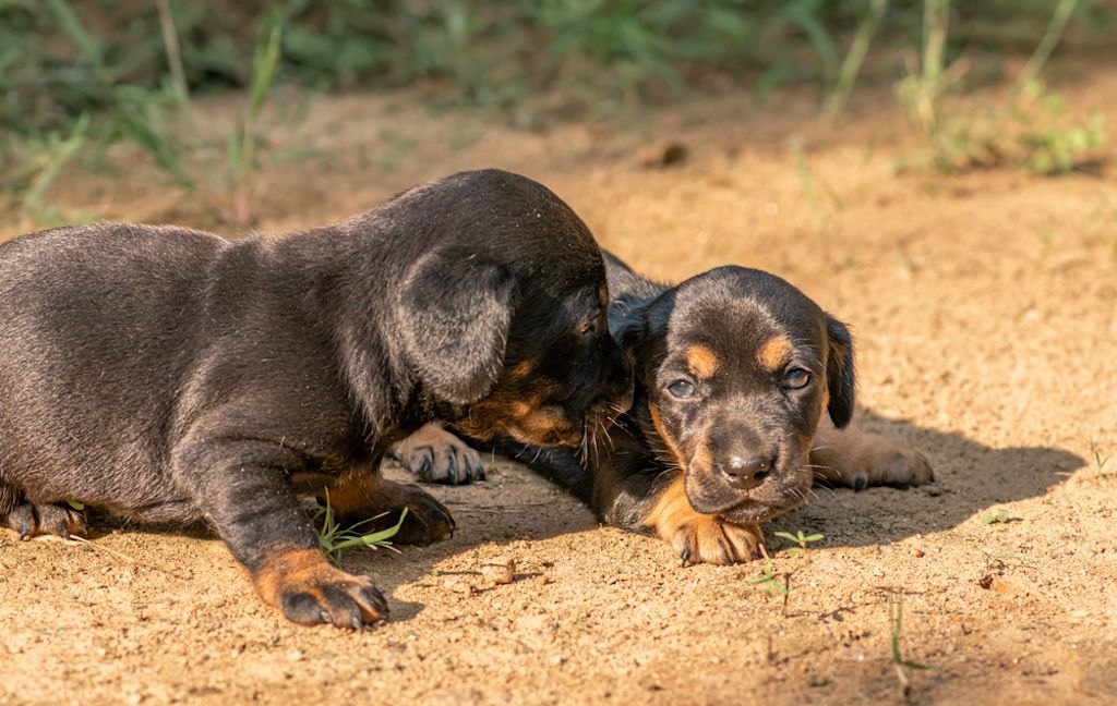 Puppy’s rustend op zandgrond