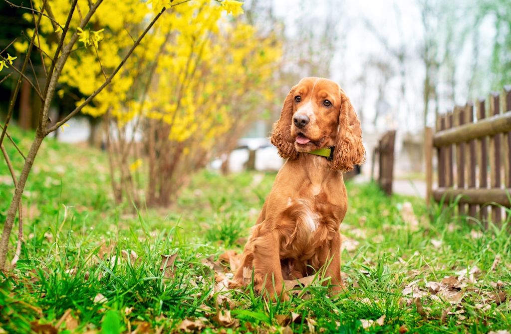 Cocker Spaniel rent speels met bal