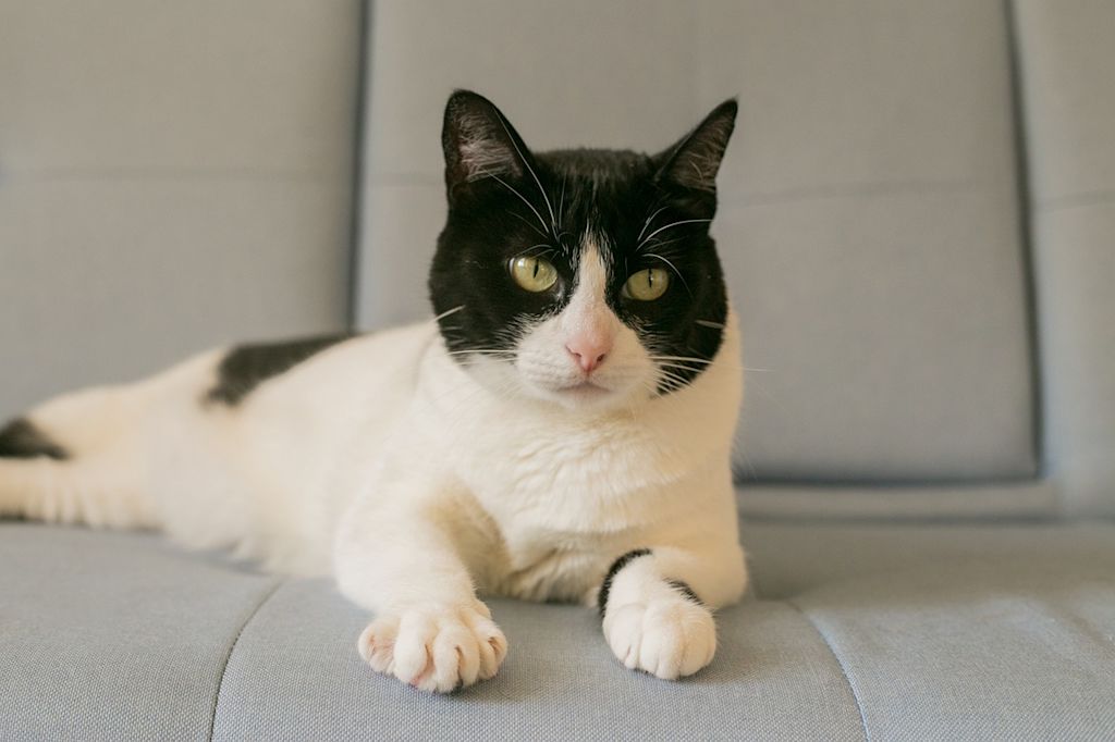 chat noir et blanc canapé