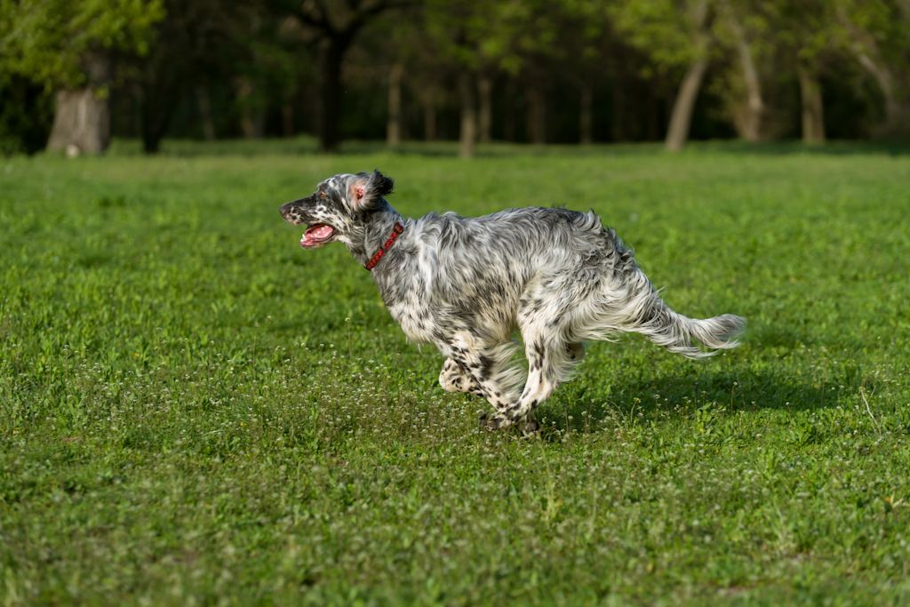 course de setter anglais