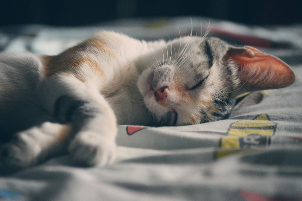 Chat qui dort en intérieur