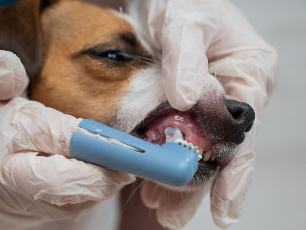 Chien qui subit un détartrage