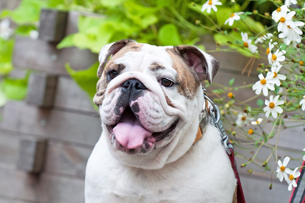 portrait du bulldog anglais