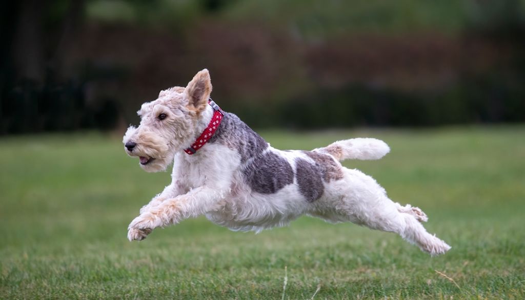 Fox Terrier