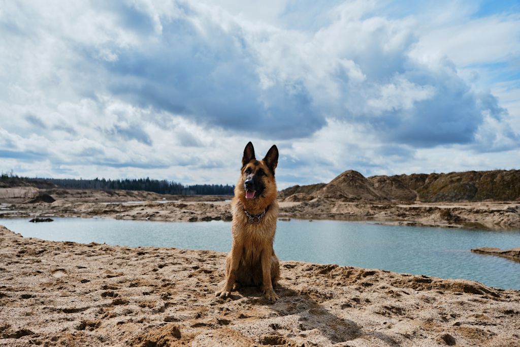 dysplasie chien berger allemand