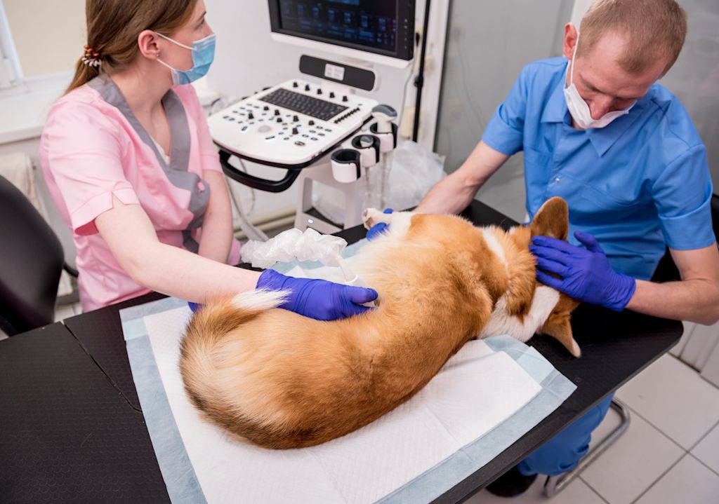 échographie chienne tumeur mammaire
