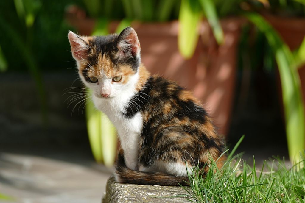 premier vaccin chaton tricolore