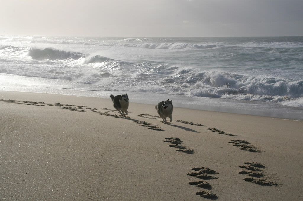 Rennende Huskys am Strand
